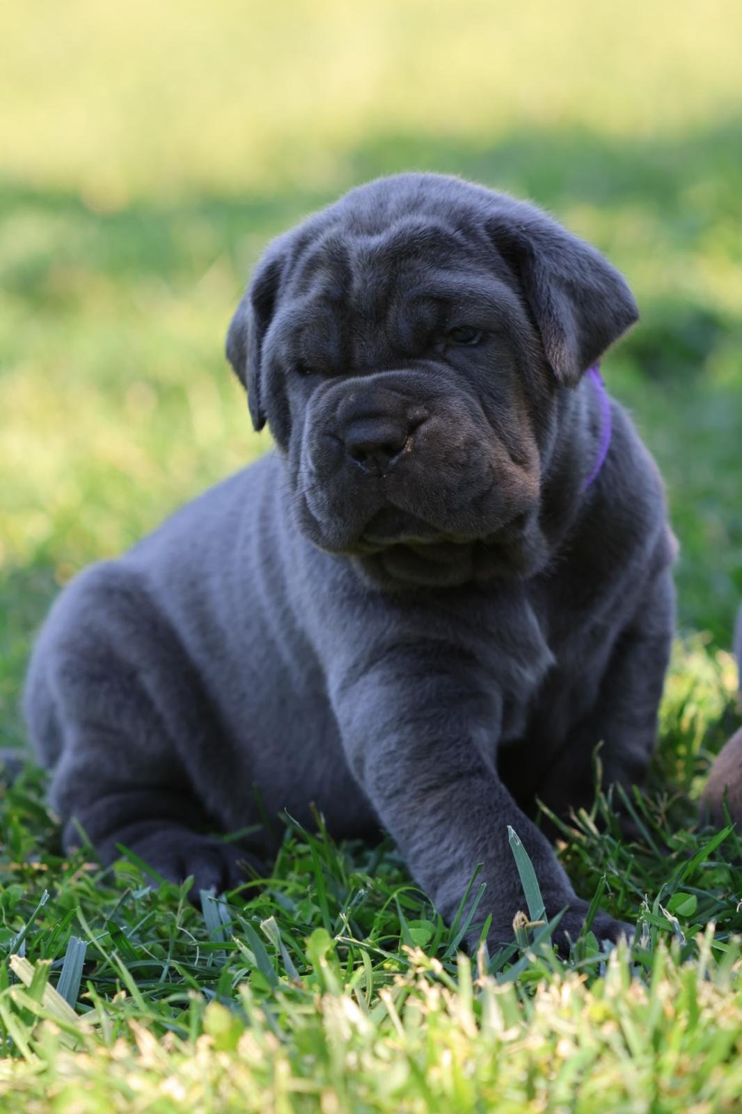 Cachorro 20