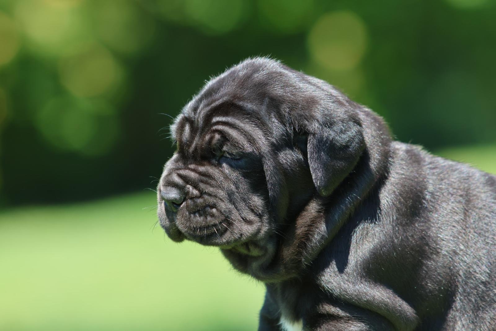 Cachorro 3