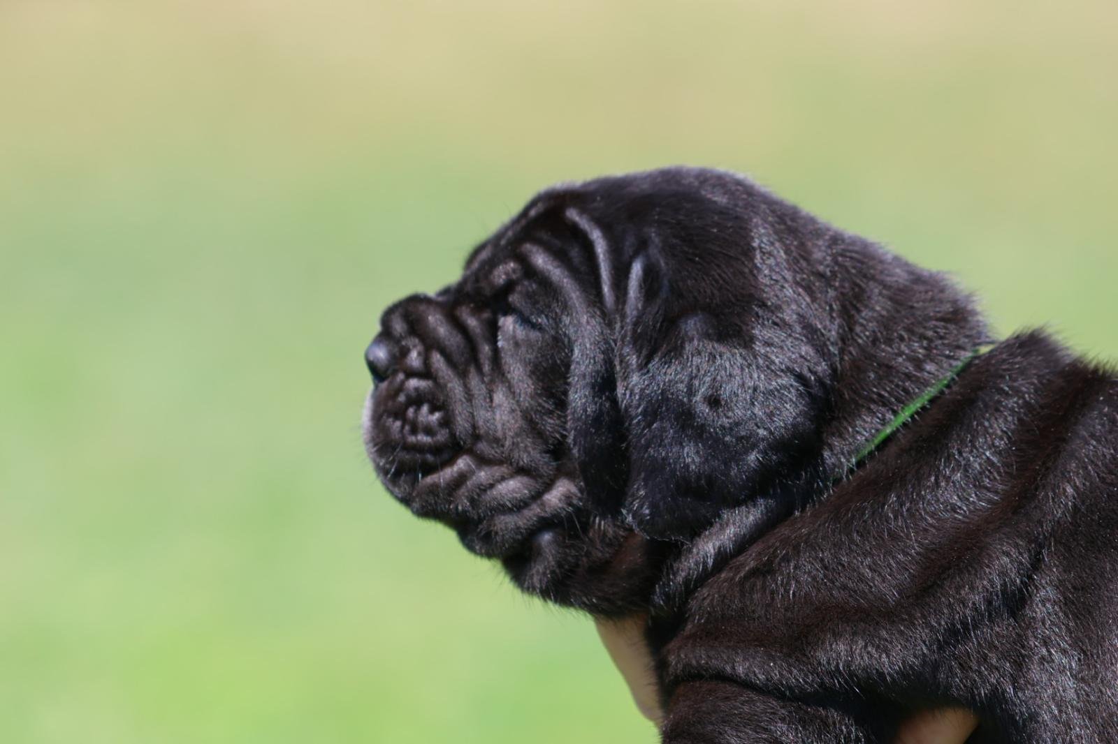 Cachorro 4