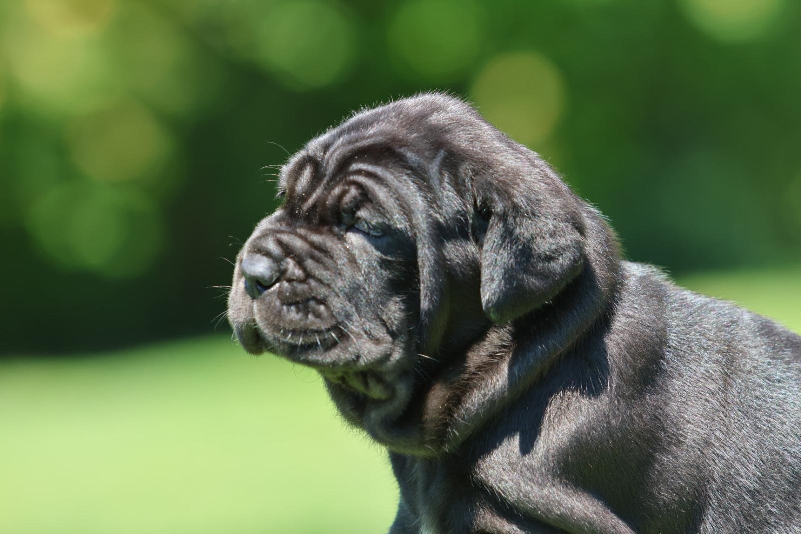 Cachorro 7