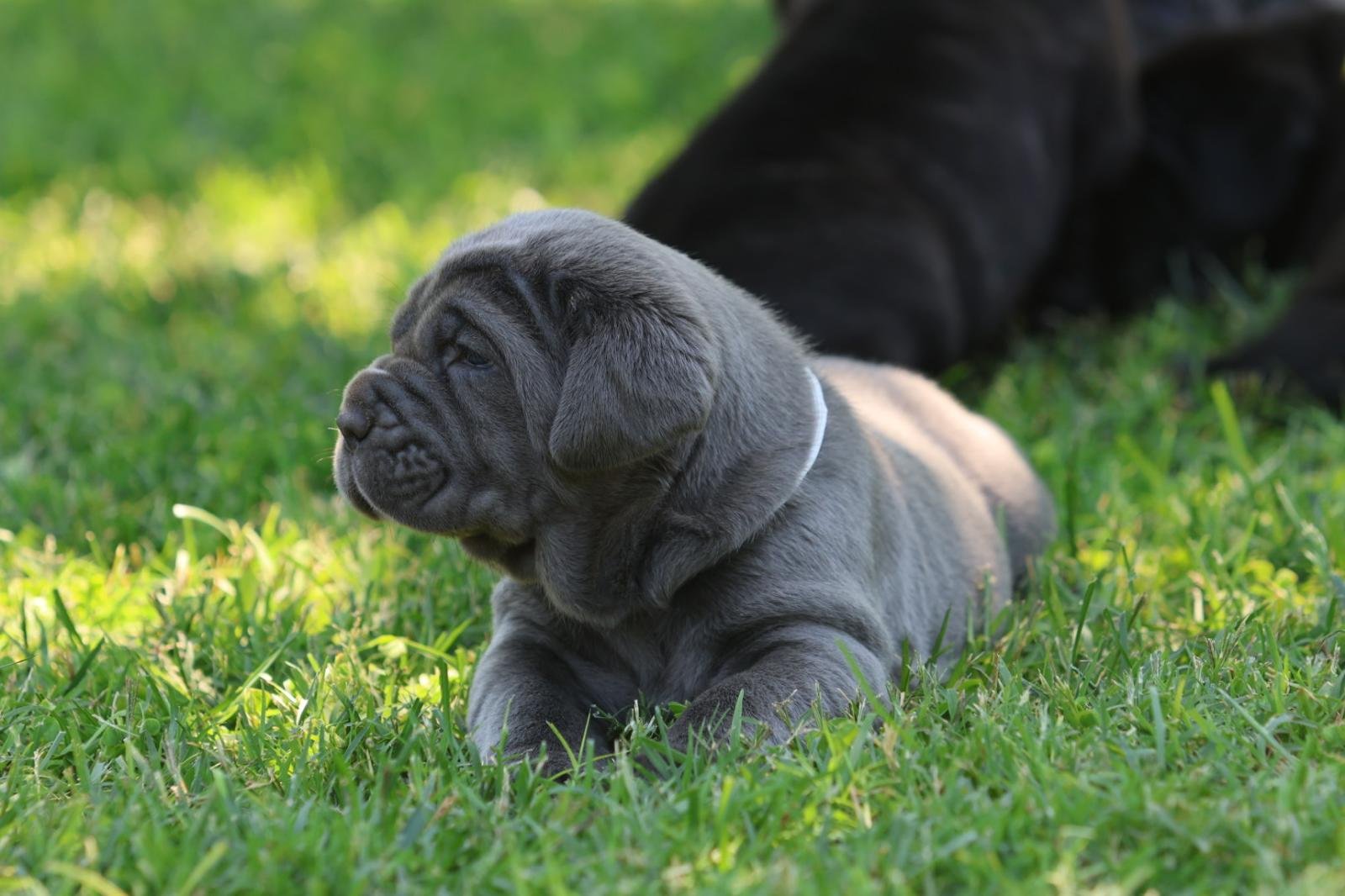 Cachorro 9