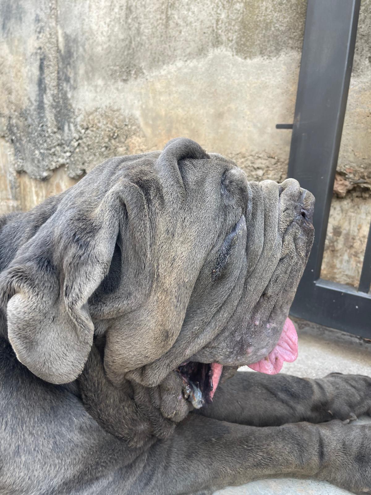 Baloo Bright Chamono 10