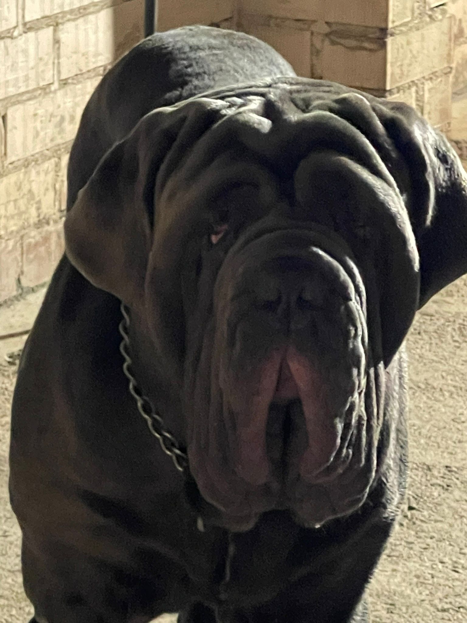 Baloo Bright Chamono 2