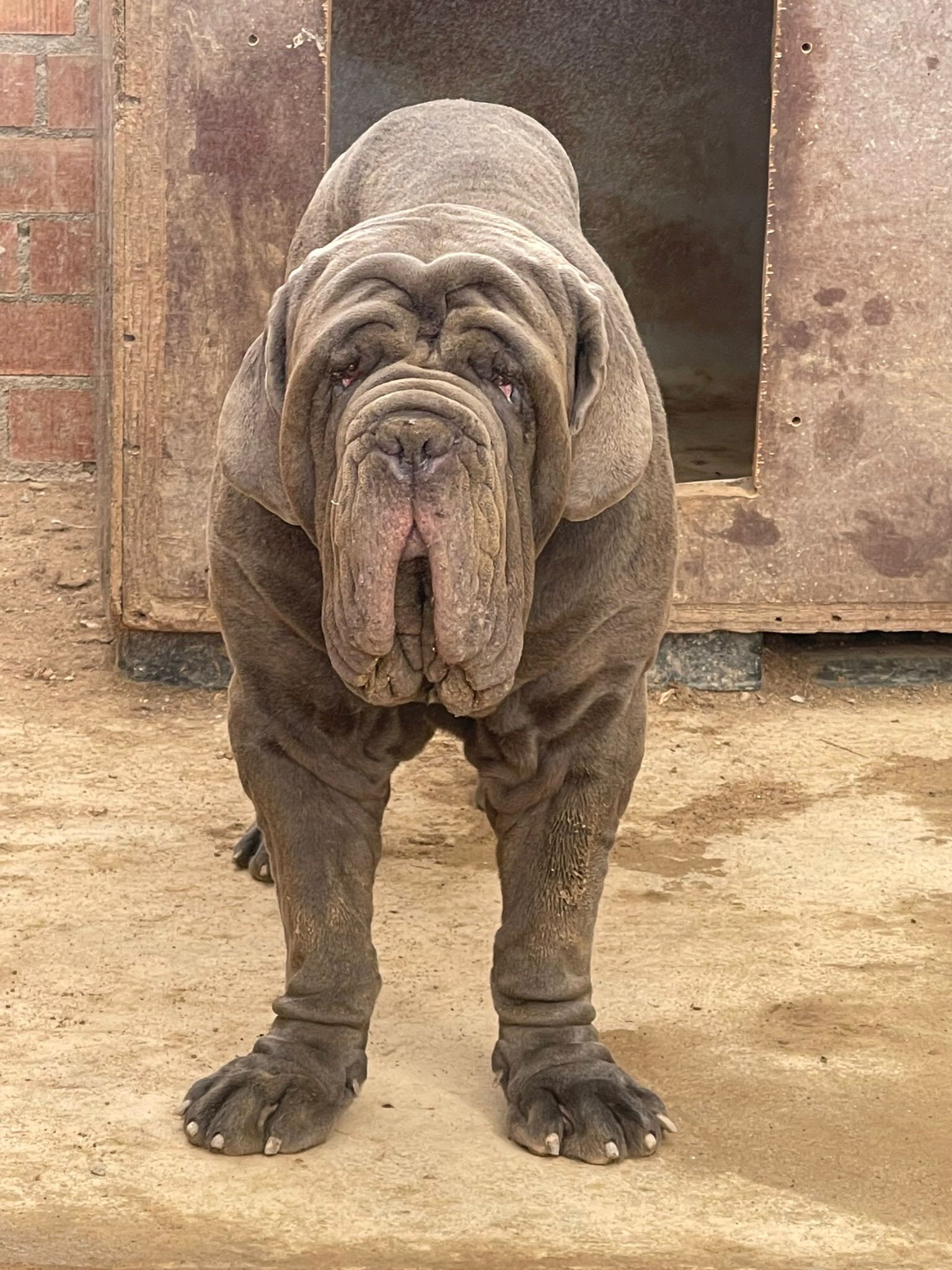 Baloo Bright Chamono 5