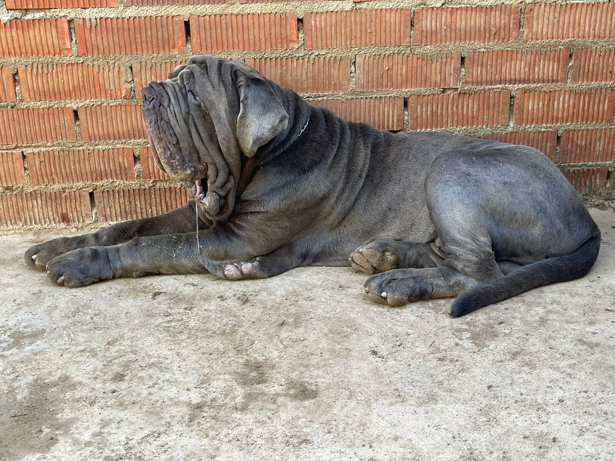 Baloo Bright Chamono 6