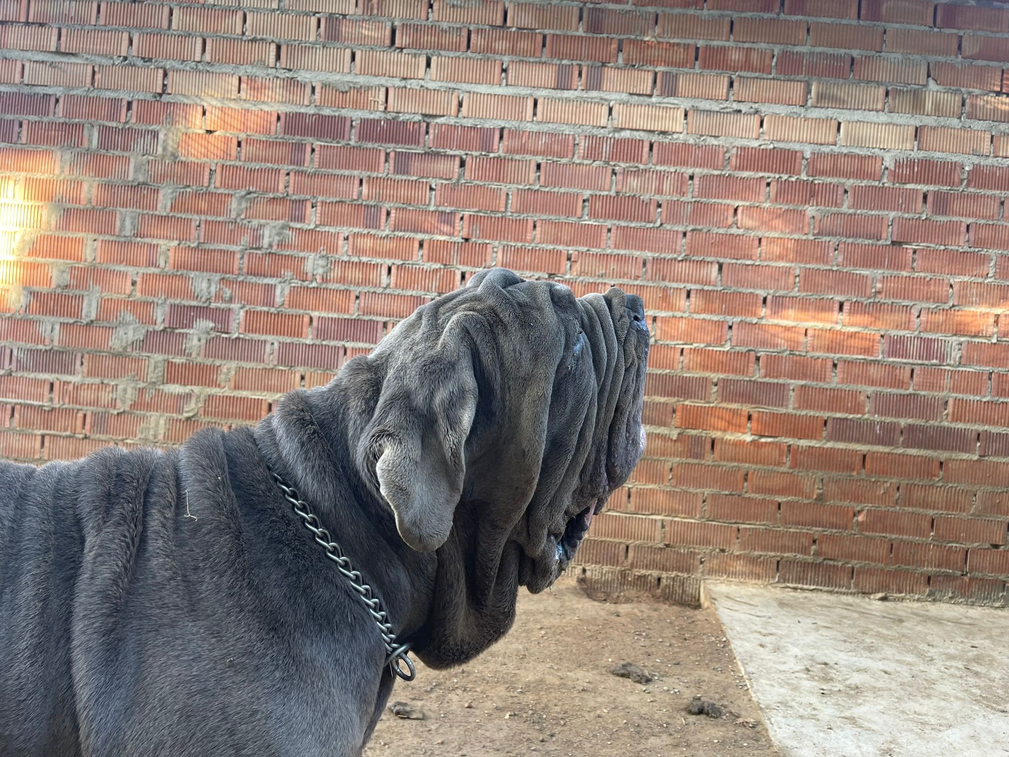 Baloo Bright Chamono 7