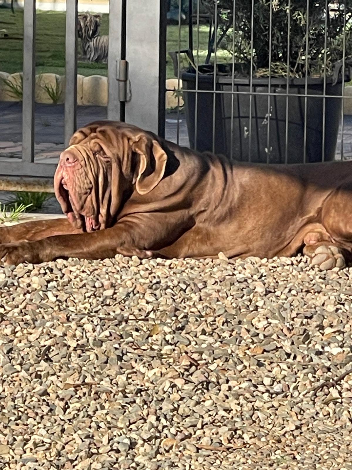 Dano Daimond Dog Bruce 2