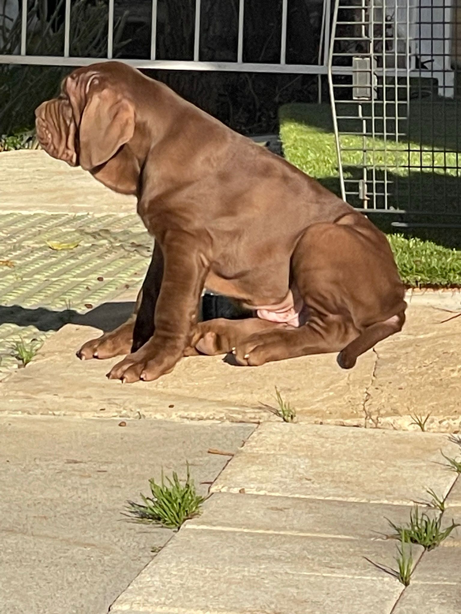 Dano Daimond Dog Bruce 4