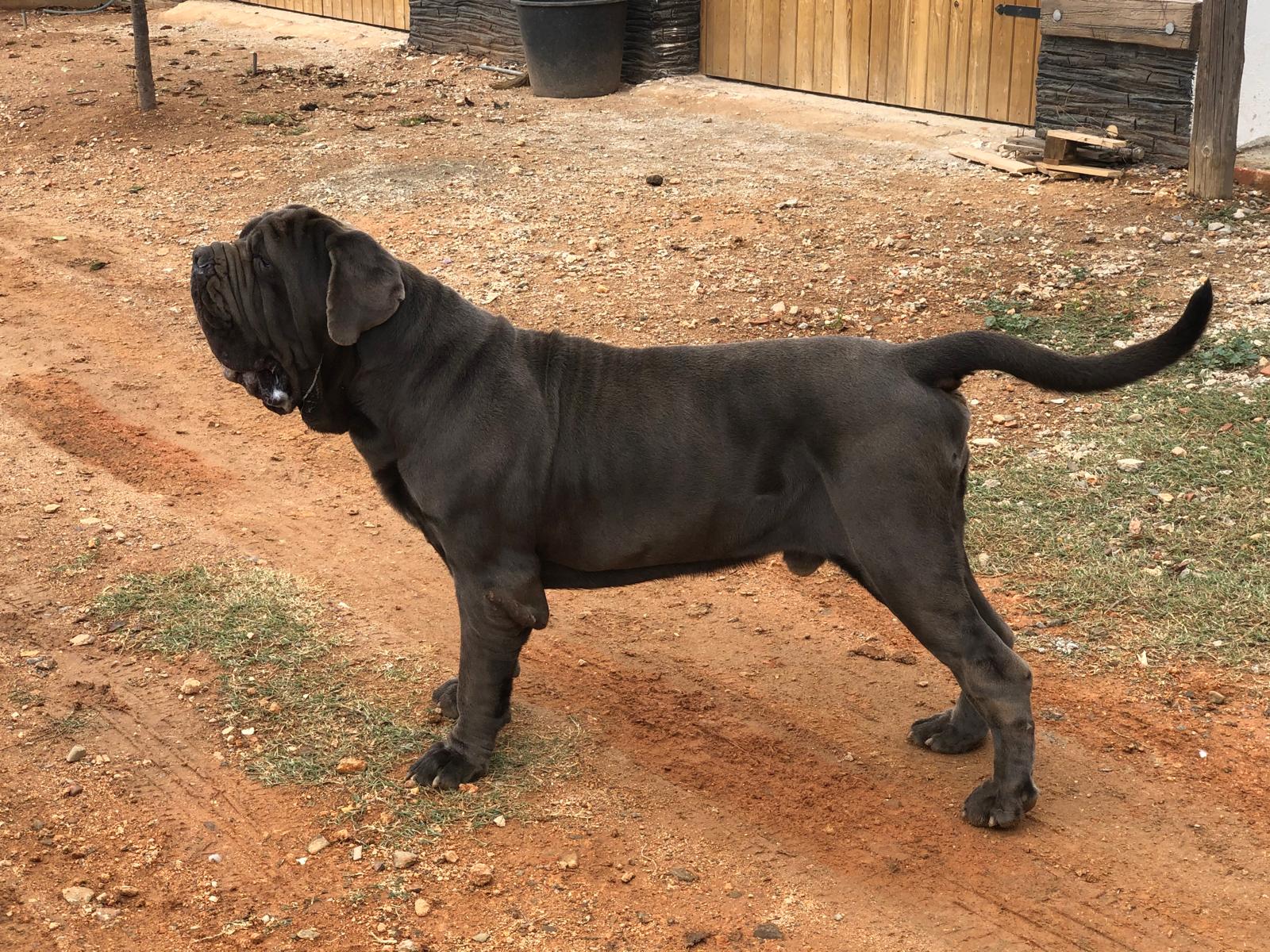 Enzo Del Valle Sombraluna 2